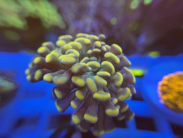 KORALLE 87 - GOLD NUGGET PARAANCORA - Touchpadplayer ​​