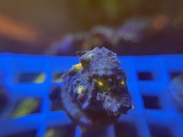 KORALLE 25 - AFTERSHOCK CHALICE - FREI ZUM KAUF