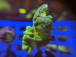 KORALLE 17 - SPACE INVADER PECTINIA - Drago's Reef Aquarium Mitglied (1 Jahr) ​​