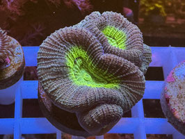 Koralle 2 - BEAUTY AND THE BEAST FAVIA