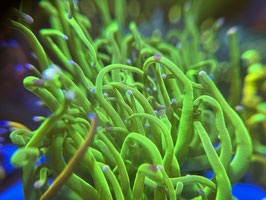 KORALLE 93  -  ULTRA GREEN TORCH - FREI ZUM KAUF