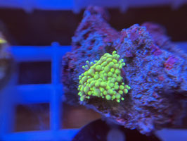 KORALLE 33 - RICORDEA FLORIDA