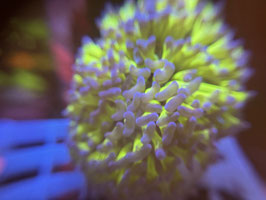 KORALLE 98 - ULTRA GREEN PINK PARAANCORA - FREI ZUM KAUF