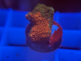 KORALLE 73 - GRAFTED MONTIPORA DIGITATA - FREI ZUM KAUF