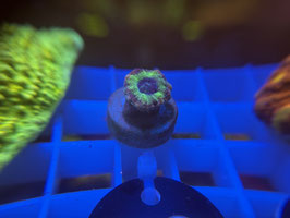 KORALLE 58 - BEAUTY AND THE BEAST ACAN - @Bettina-r8r ​​