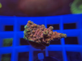 KORALLE 13 - ACROPORA SP. - FREI ZUM KAUF