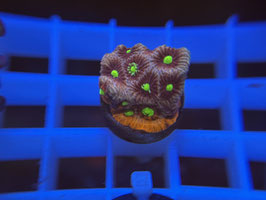 Koralle 53 - KILL BILL FAVIA