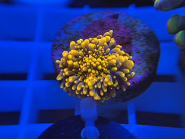 KORALLE 59 - ORANGE RICORDEA YUMA