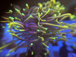 KORALLE 5 - DRAGON SOUL TORCH - FREI ZUM KAUF