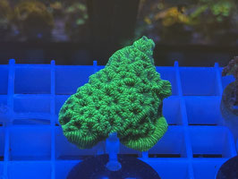 KORALLE 43 - ULTRA GREEN LEPTOSERIS