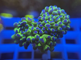 KORALLE 12 - ULTRA GREEN PARAANCORA -  Reeftank & more Mitglied (6 Monate) ​​