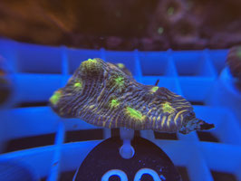 KORALLE 80 - RAINBOW MYCEDIUM