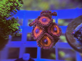 Koralle 20 - DEVILS AMOR ZOANTHUS - FREI ZUM KAUF