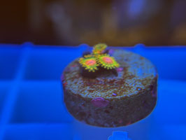 KORALLE 66 - AWSOME BLOSSOM ZOANTHUS - Hai Dang Ngo ​