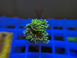 KORALLE 42 - HULK GALAXEA