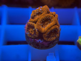 KORALLE 79 - RED MICORMUSSA