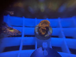 KORALLE 45 - RED MICROMUSSA - FREI ZUM KAUF