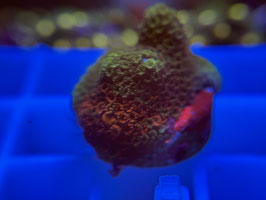 KORALLE 62 - MONTIPORA DIGITATA - FREI ZUM KAUF