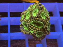 KORALLE 9 - ULTRA CITRUS FAVIA