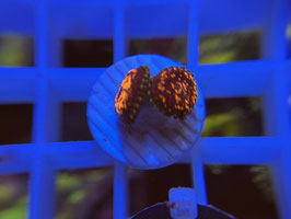 Koralle 24 - CC FLAMING BROHICAN ZOANTHUS - Monique (Assassine) ​​