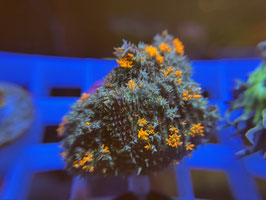 KORALLE 4 - ORANGE HAIRY BUBBLE RHODACTIS