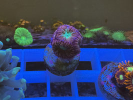 KORALLE 15 - PORN STAR BLASTOMUSSA MERLETTI