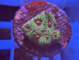 KORALLE 35 - fascination favia - FREI ZUM KAUF