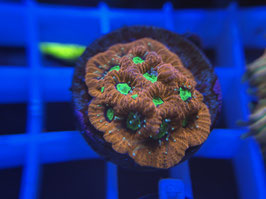 KORALLE 88 - LAVA GOBLIN FAVIA