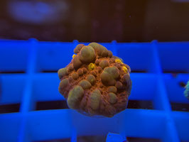 KORALLE 73 - JR BOUNCING CHALICE - FREI ZUM KAUF