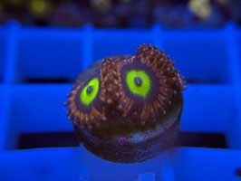 KORALLE 63 - PINK HIPPO ZOANTHUS - FREI ZUM KAUF