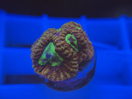 KORALLE 66 - GOD OF WAR FAVIA