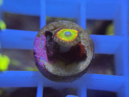 KORALLE 21 - rainbow raptor zoanthus - @Bettina-r8r ​​