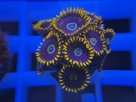 KORALLE 28 - RAINBOW HORNET ZOANTHUS