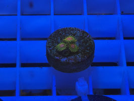 KORALLE 40 - AWSOME BLOSSOM ZOANTHUS *RARE*  - FREI ZUM KAUF