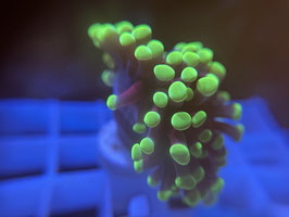 Koralle 53 - GREEN TIP PARAANCORA - @Bettina-r8r ​​