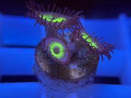 KORALLE 48 - MINDBLOWING PALYTHOA - @Bettina-r8r ​​