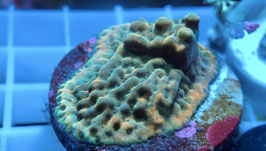 KORALLE 52 - crazy t Montipora
