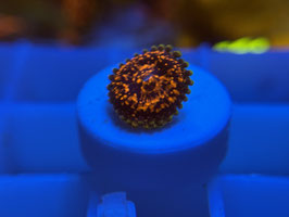 KORALLE 59 - FLAMING BROHICAN ZOANTHUS - MaCity ​​