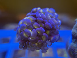 KORALLE 19 - BLOOCHY BLOSSOM PARAANCORA - Reeftank & more Mitglied (6 Monate) ​​