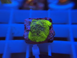 KORALLE 58 - MONSTEER JAM PSAMMOCORA