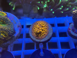 KORALLE 84 -  GOLD BRICK CYPHASTREA