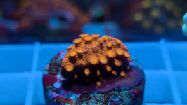 KORALLE 59 - GOLD BRICK CYPHASTREA
