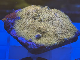 KORALLE 55 - NEUES BILD