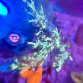 FIJI SINULARIA