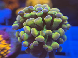 KORALLE 60 - PINK HOLOGRAM PARAANCORA