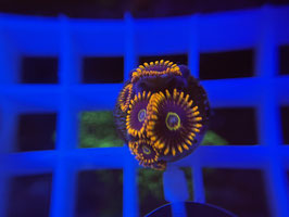 KORALLE 12 - RAINBOW HORNET ZOANTHUS - Hx Custom Garage ​​