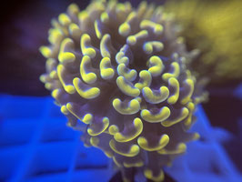 KORALLEN 81 - BIG HEAD GOLD PARAANCORA - FREI ZUM KAUF