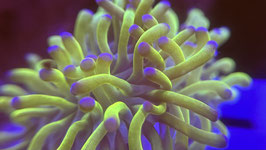 KORALLE 1 - EUPHYLLIA ULTRA PARAANCORA