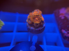 KORALLE 75 -ORANGE  MICROMUSSA - @karstenkrah402 ​​