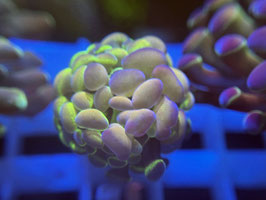 KORALLE 87 - atomic blotchy blossom. -  FREI ZUM KAUF